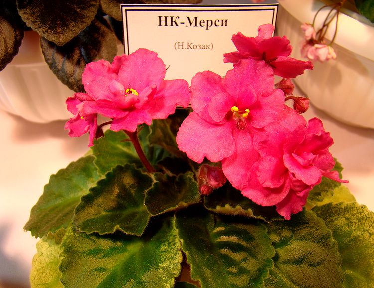 DSC07036.JPG