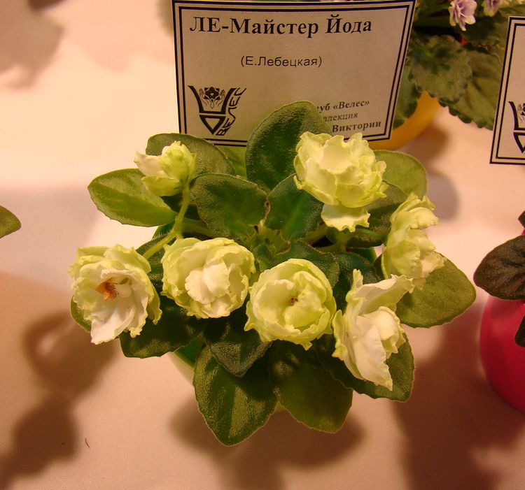 DSC07038.JPG