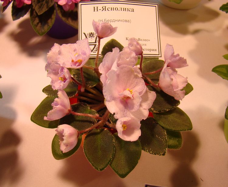 DSC07039.JPG