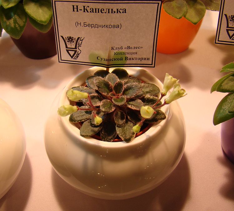 DSC07040.JPG