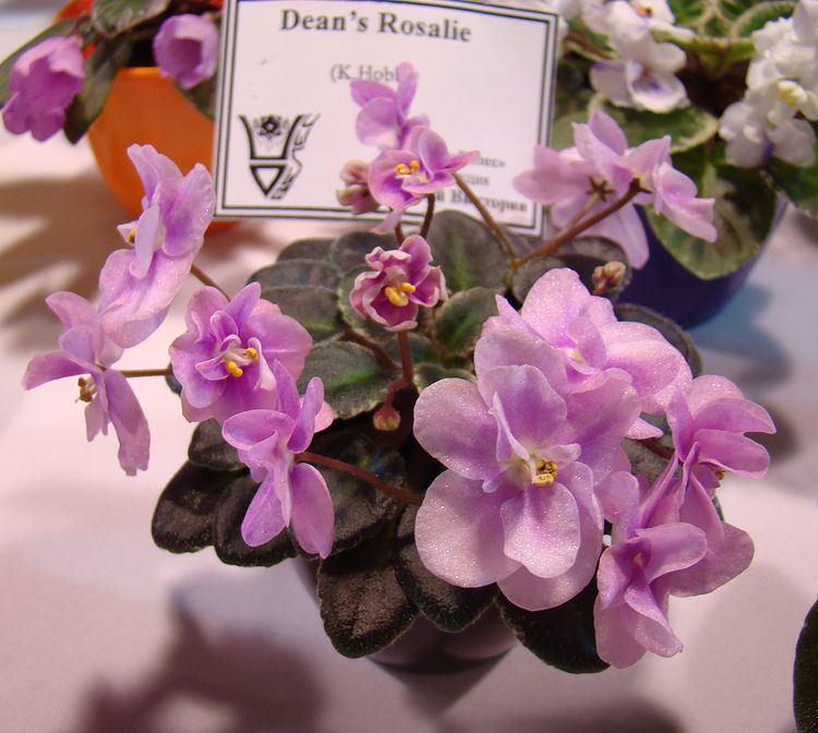 DSC07045.JPG