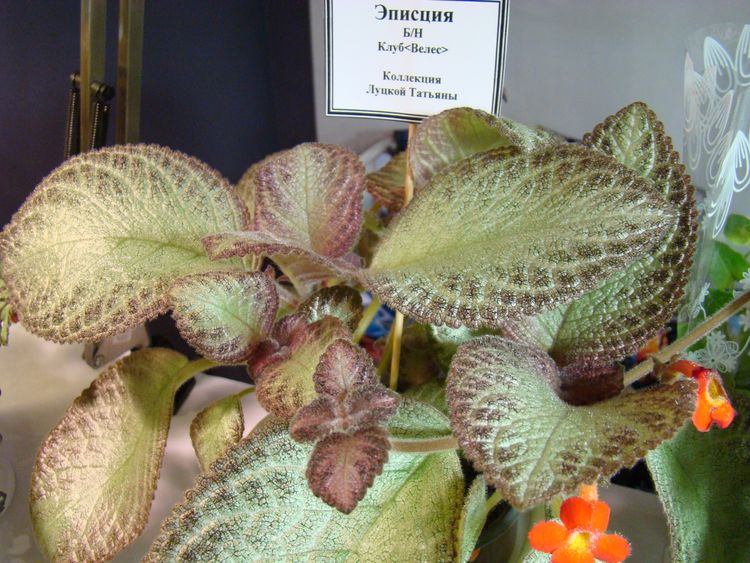 DSC07071.JPG