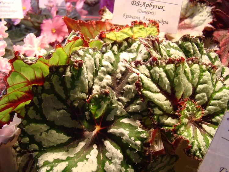 DSC07080.JPG