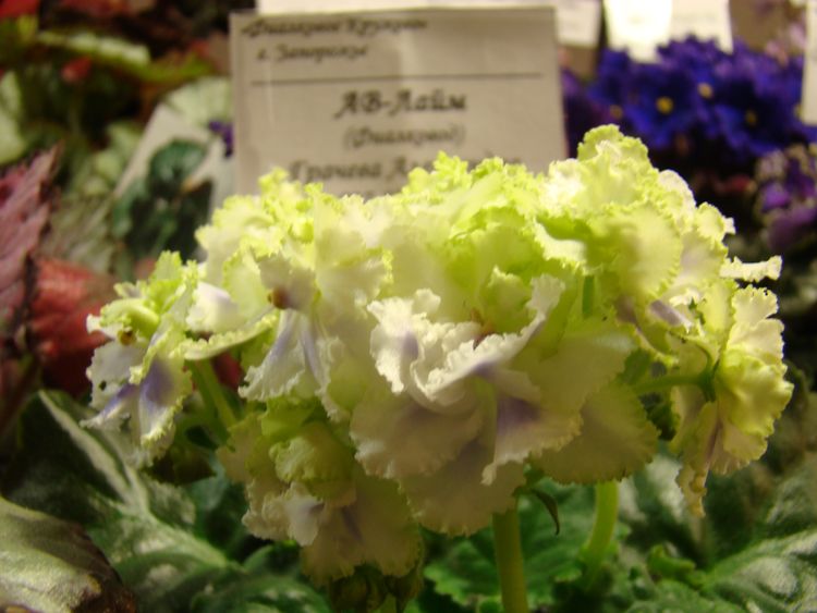 DSC07082.JPG