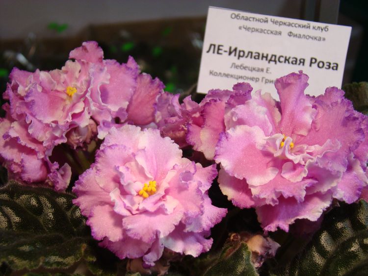DSC07100.JPG