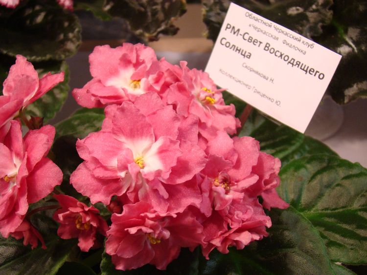 DSC07102.JPG