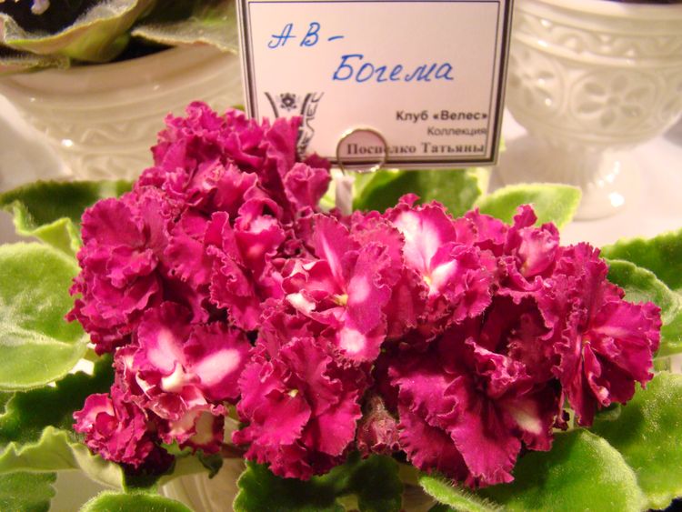DSC07118.JPG