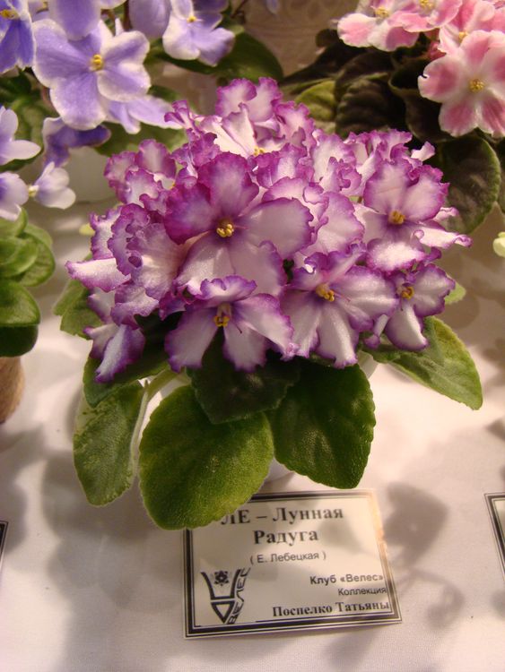 DSC07122.JPG