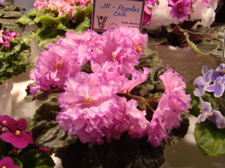 DSC07129.JPG