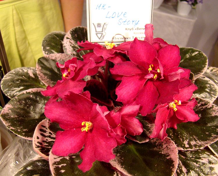 DSC07132.JPG