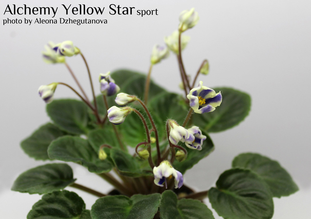 Alchemy Yellow Star sport chimera Зенит 3.jpg