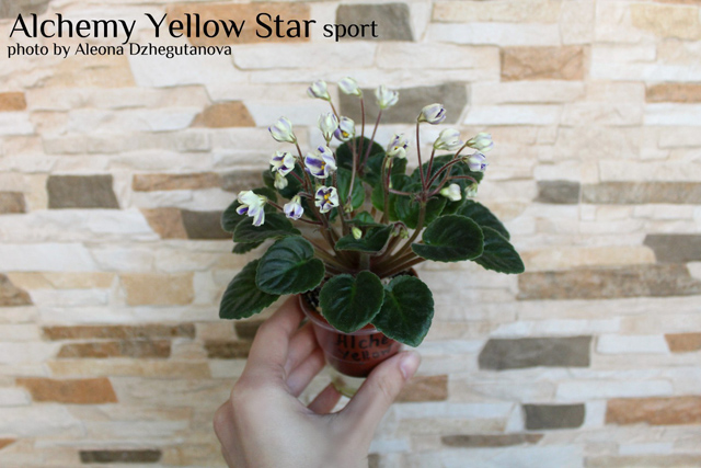 Alchemy Yellow Star sport chimera Зенит 1.jpg