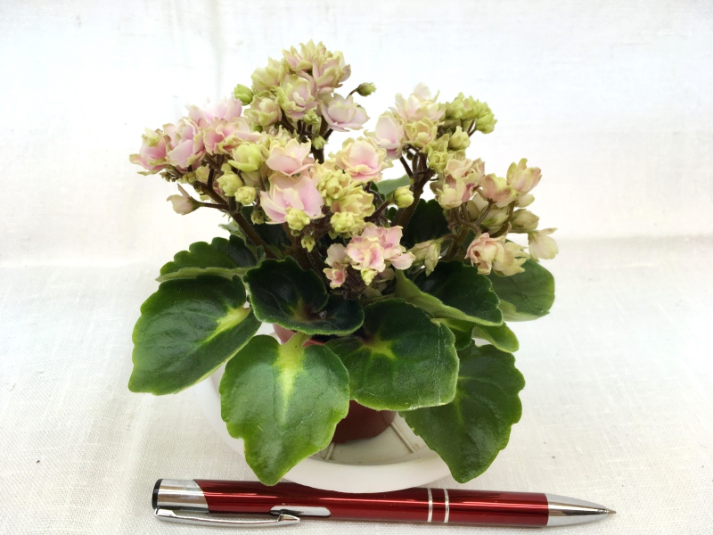 Petite Blarney (H. Pittman)