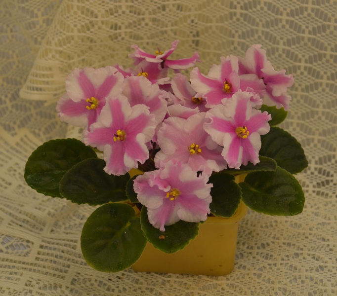Patchwork Pink
