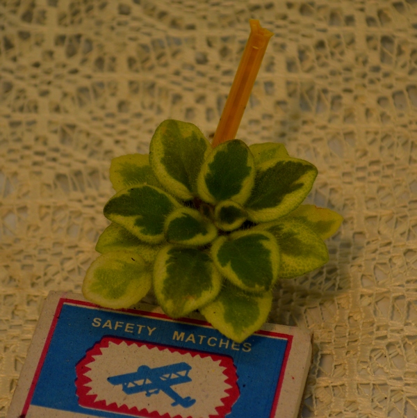 Rob's Lucky Charm	(R.Robinson )
