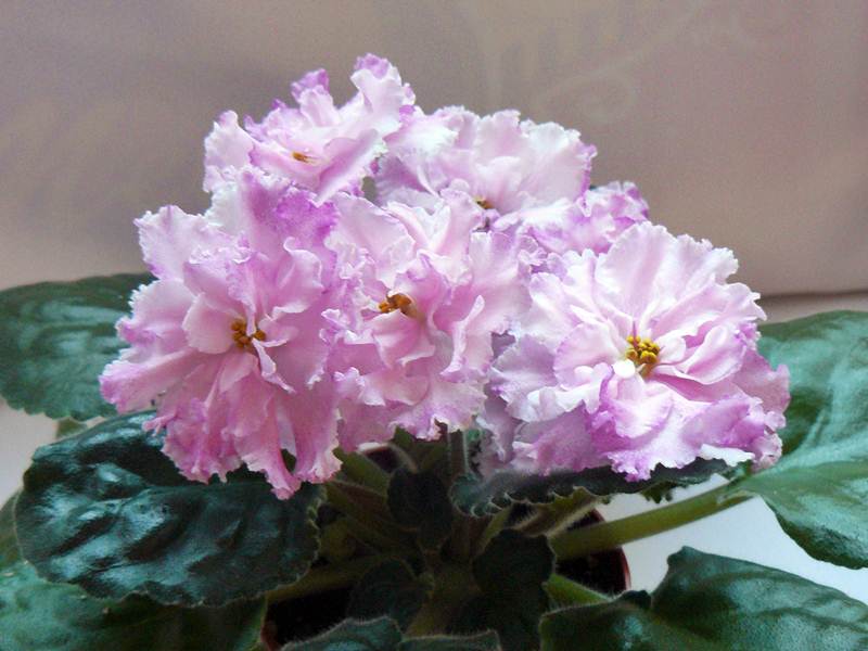 ЛЕ-Кира.JPG