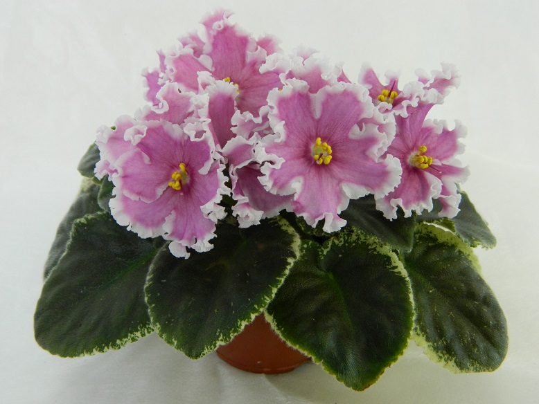 DSCN1196.JPG