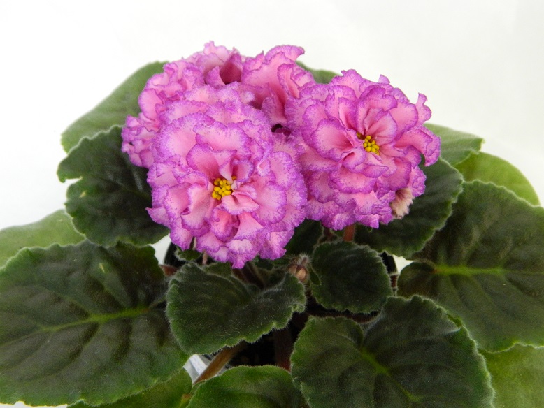 DSCN1175.JPG