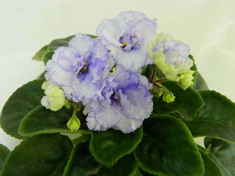 DSCN1184.JPG