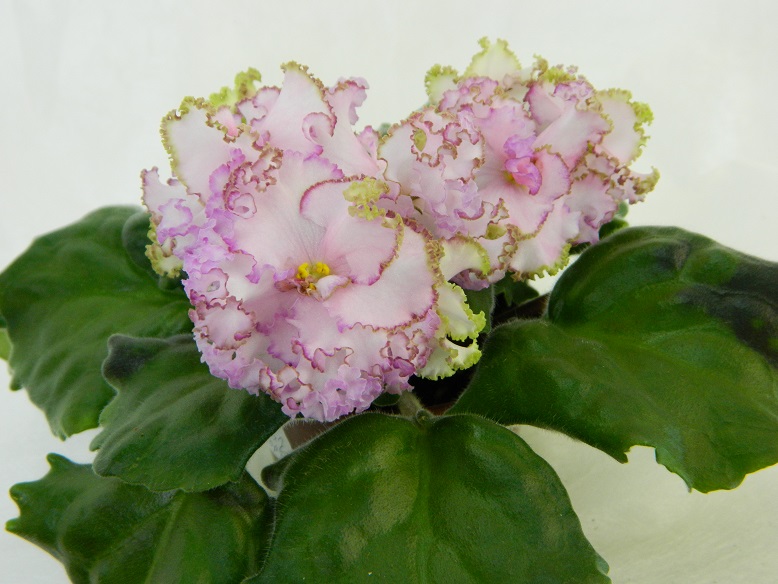 DSCN1190.JPG