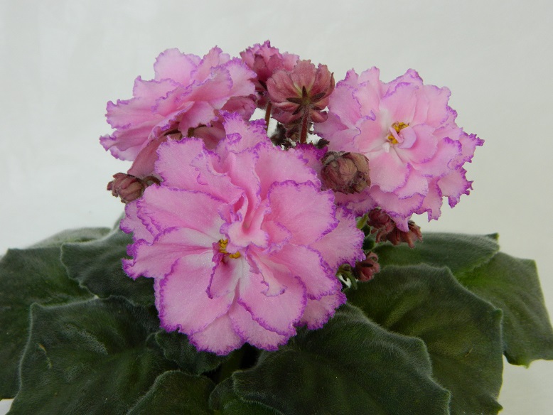 DSCN1182.JPG