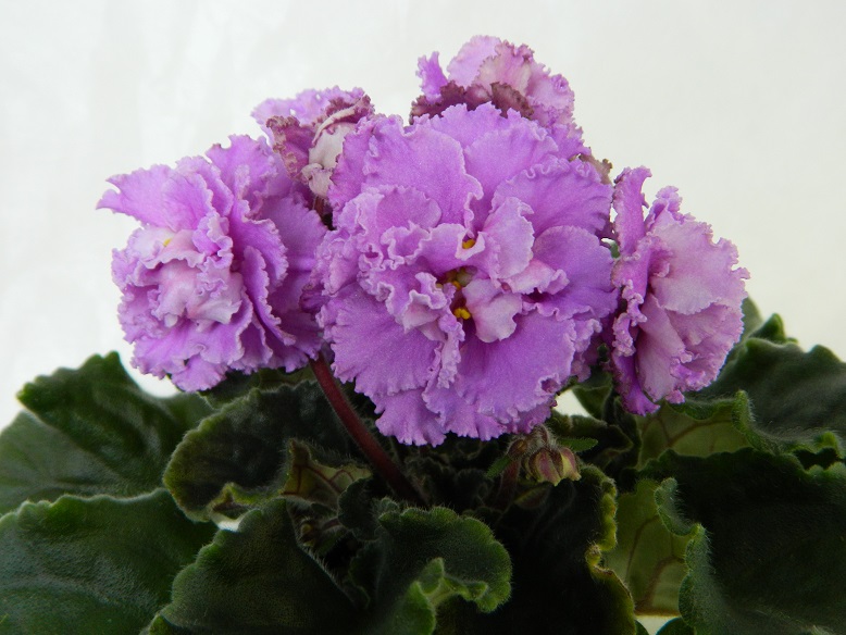 DSCN1151.JPG