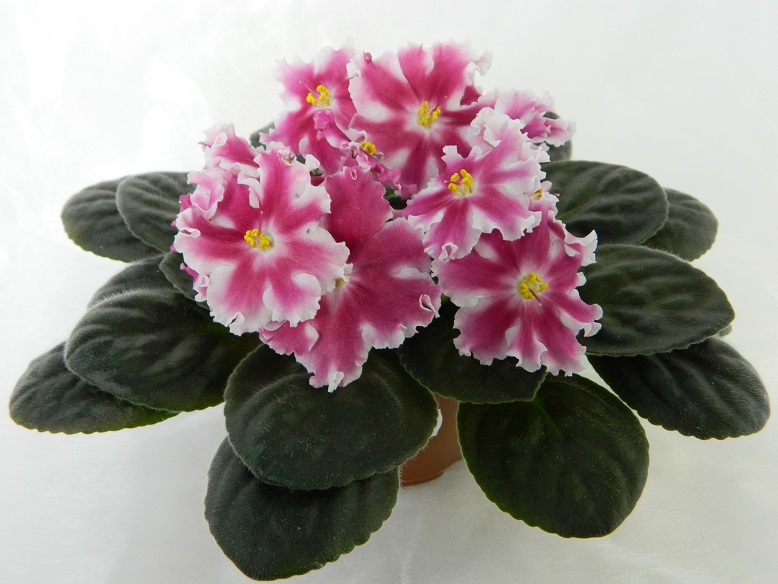 DSCN1132.JPG