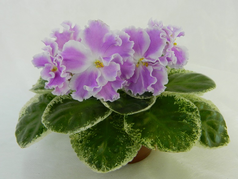DSCN1206.JPG