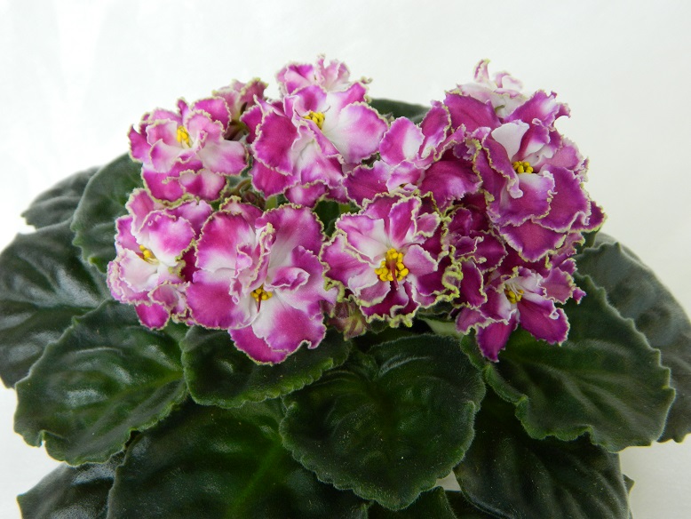 DSCN1159.JPG