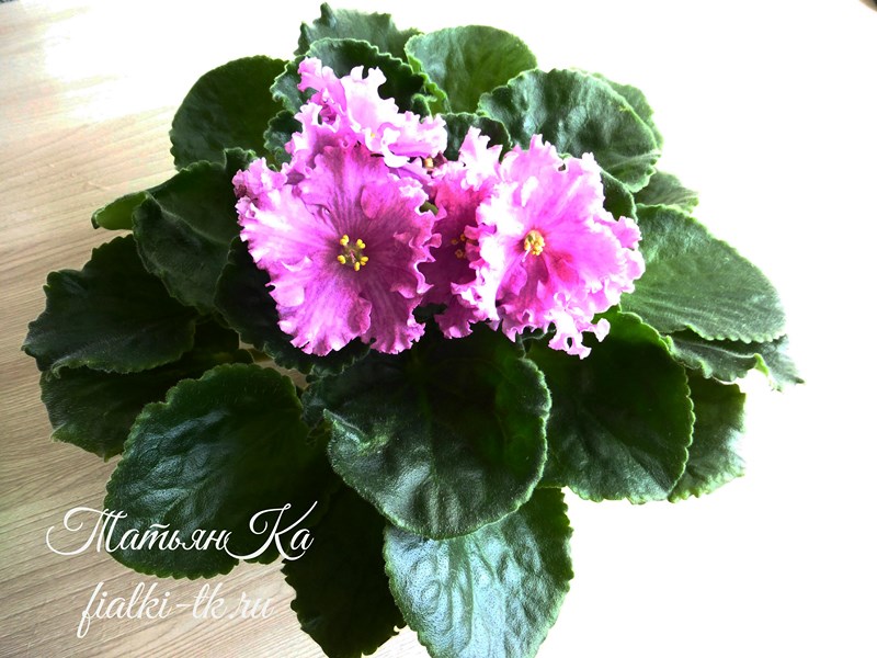 P1070991 (Copy).jpg