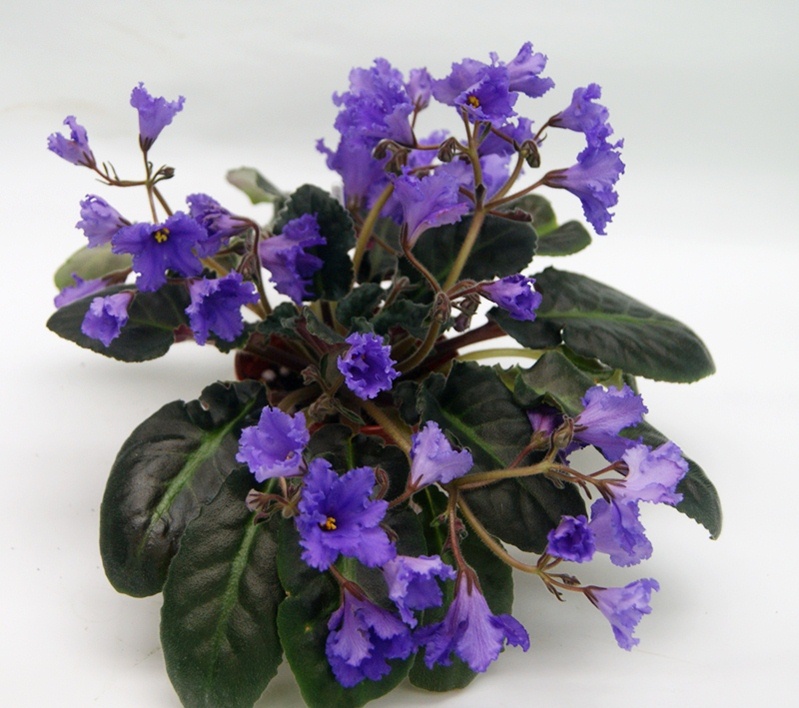 Senk's Big Bells.JPG