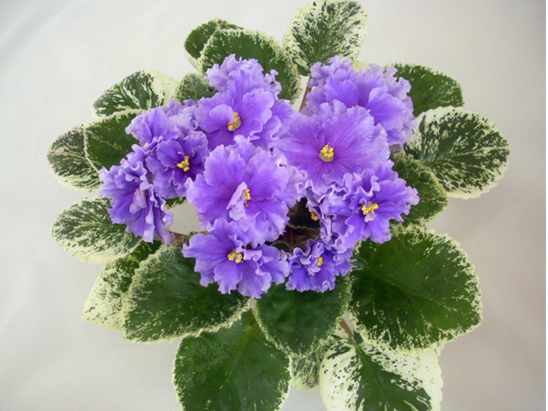 ЛЕ-Грёзы Султана.jpg