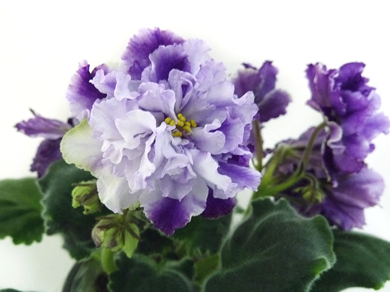 ЛЕ-Пломбир с Черникой.jpg