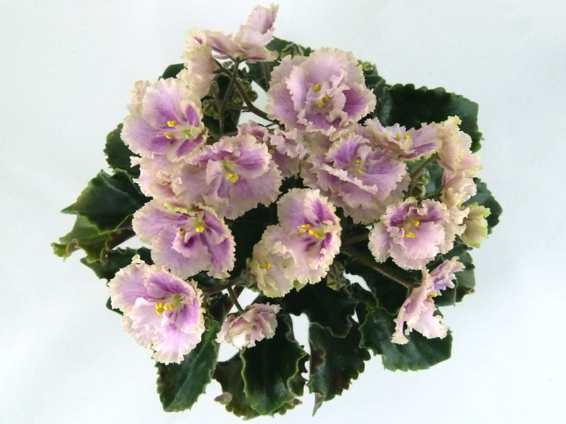 Rob's Antique Rose.jpg