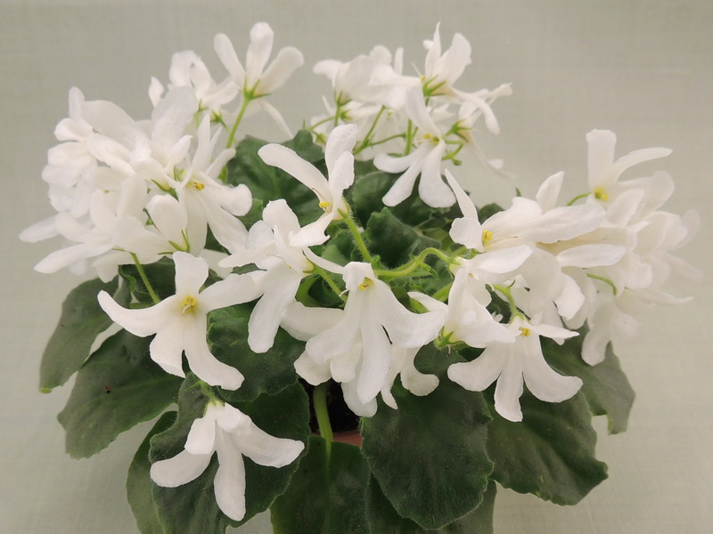 Linar Lily