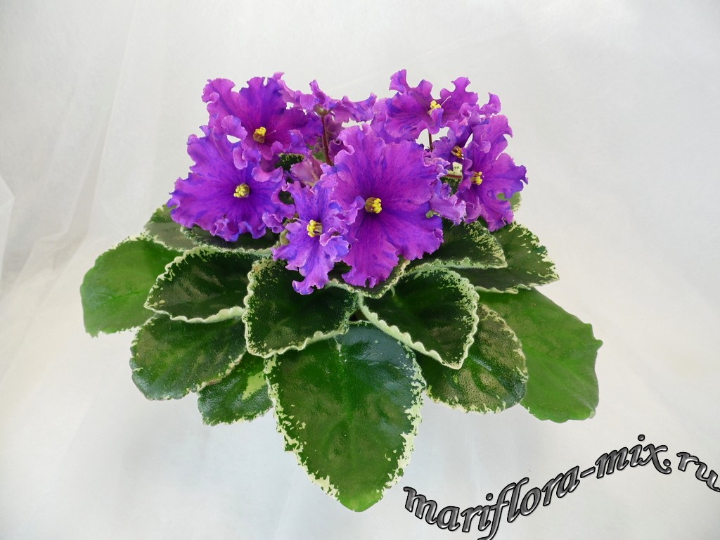 SAM_8532.JPGВаТ-Левитация.jpg