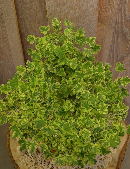 P.graveolens variegatum