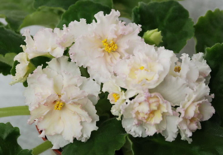 Sunkist Rose