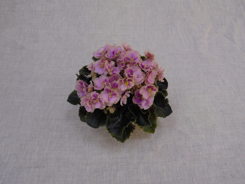 2 - Rob's Antique Rose (R. Robinson) — Е.Галицкая.jpg