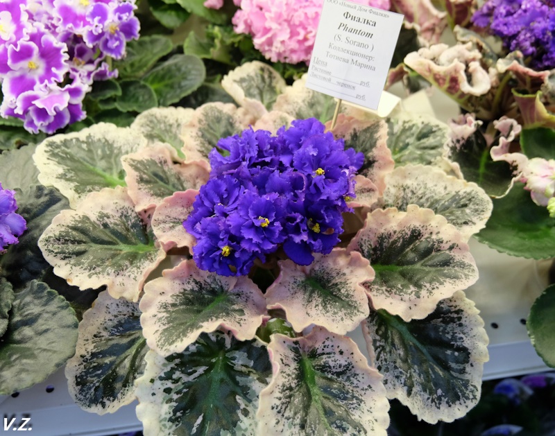 DSCF3814.jpg