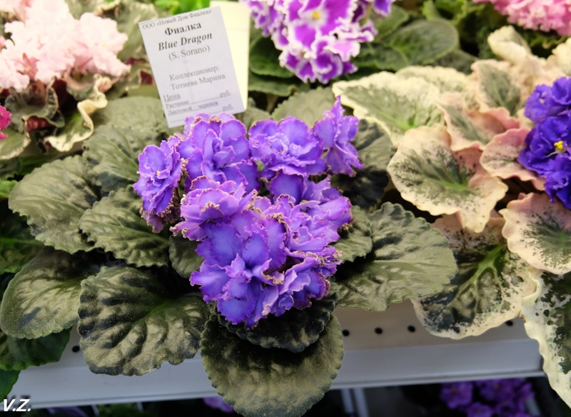 DSCF3815.jpg