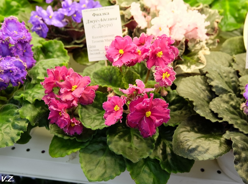 DSCF3817.jpg