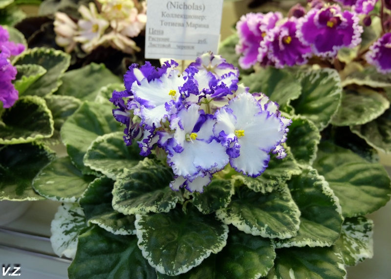 DSCF3857.jpg