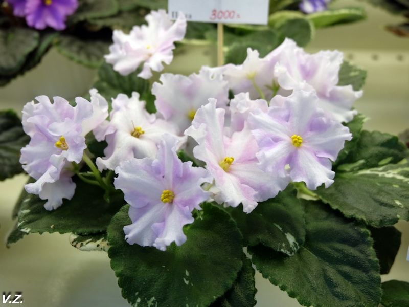 DSCF3866.jpg