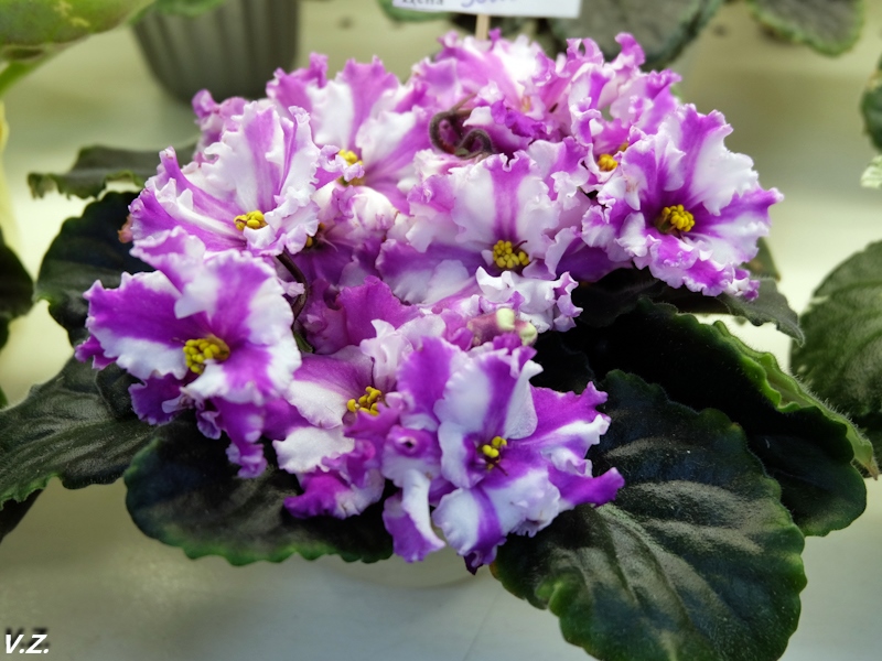 DSCF3868.jpg