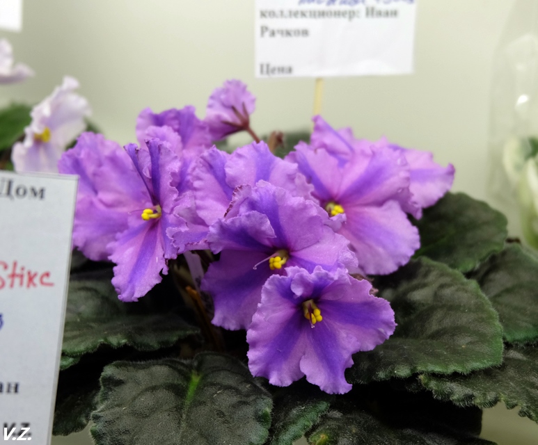 DSCF3872.jpg