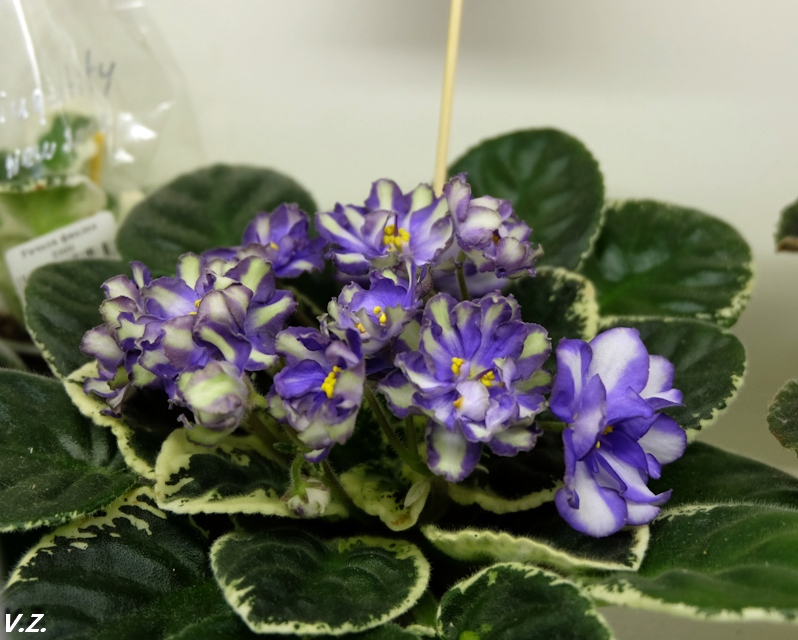 DSCF3875.jpg
