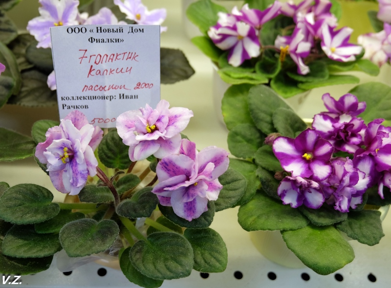 DSCF3888.jpg