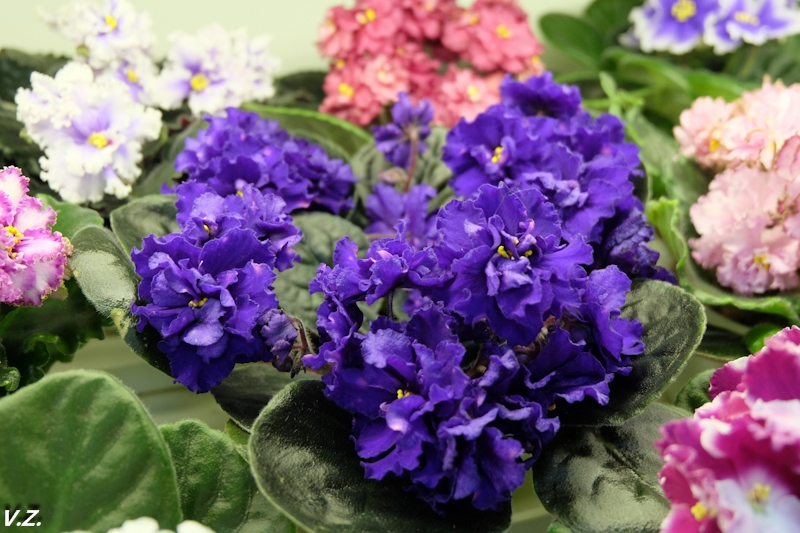 DSCF3914.jpg