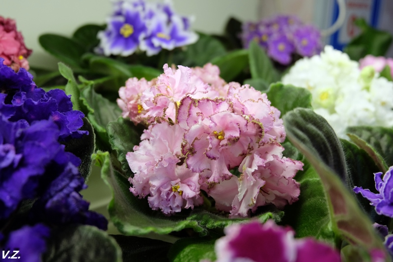 DSCF3916.jpg
